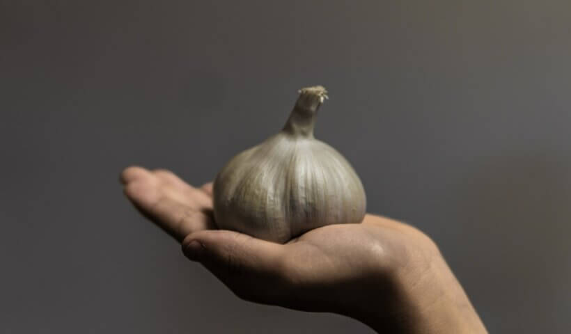 person holding white garlic